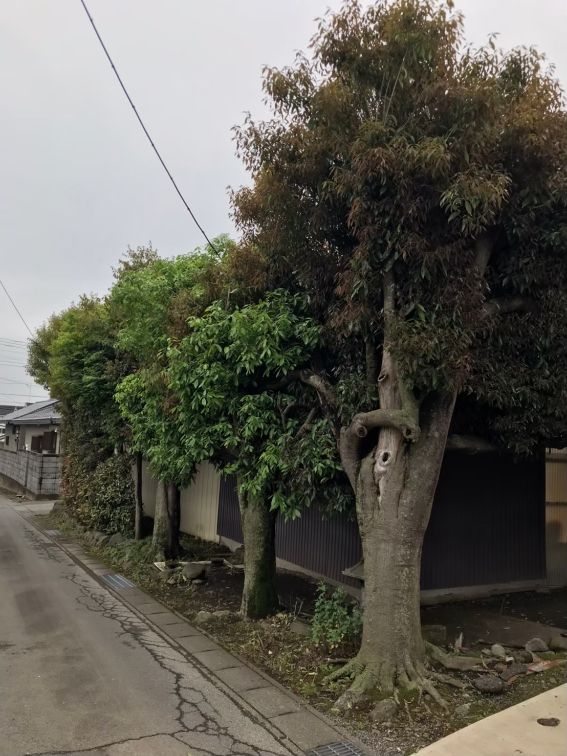 群馬県前橋市 樫の木剪定 ガーデンドクター